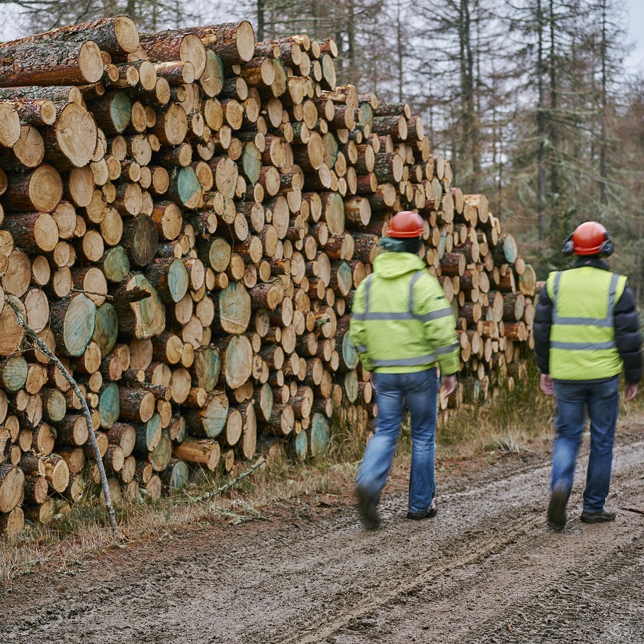 Forestry and Land Scotland When cutting down trees is good for the
